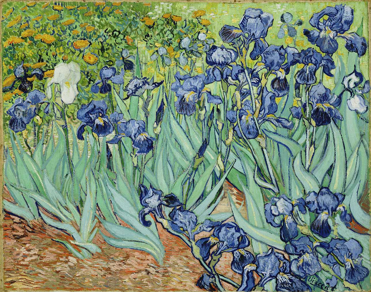 Irises